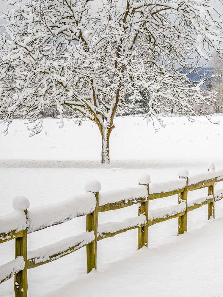 Washington State-Fall City-fresh snow on trees and fence